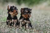 YORKSHIRE TERRIER 394